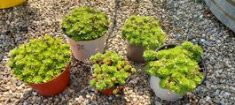 Steinbrech - Polsterpflanze mit weißen Blüten