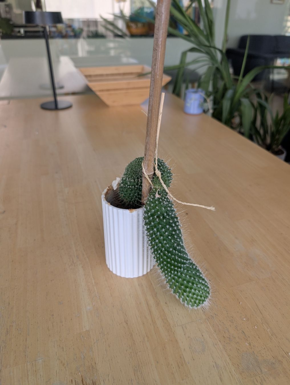 Pflanzen & Samen: Mammillaria Kaktus inkl. Übertopf – Gebraucht aus Allschwil von JakubN16 1