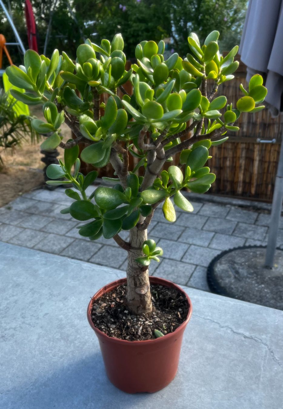 Pflanzen & Samen: Dickblatt Crassula ovata – Neu (gemäss Beschreibung) aus Vinelz von Wellensittich55 3