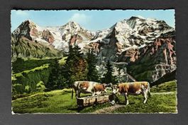AK Eiger Mönch und Jungfrau