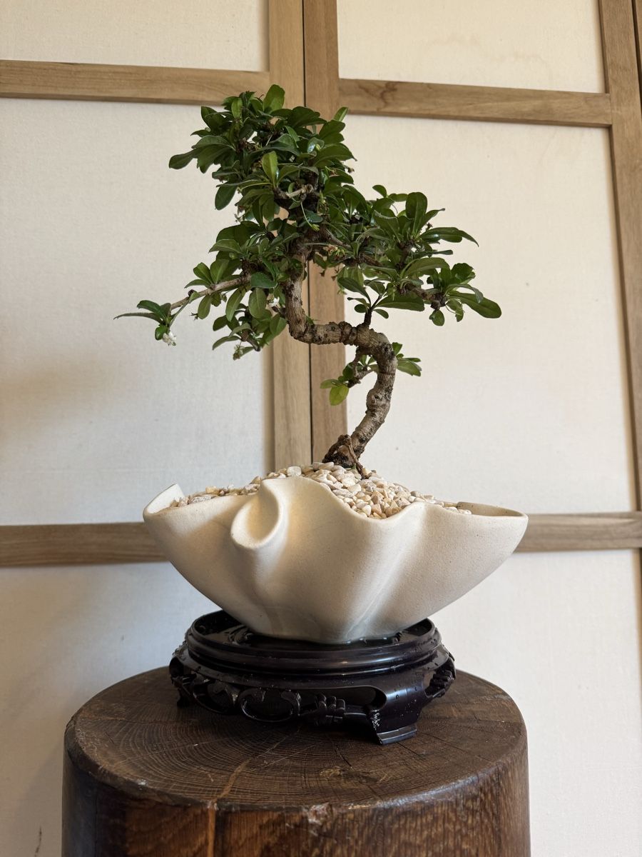 Piante & sementi: Fukientee Bonsai im Topf mit Untersetzer – Usato da Rümlang venduto da Gruseh.ch 4