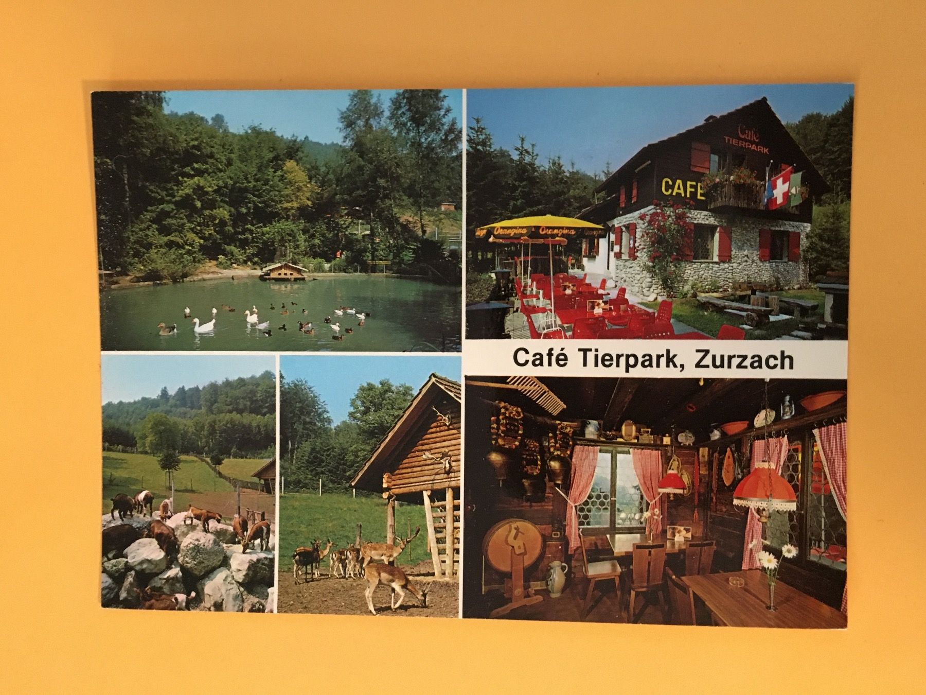 Cartoline postali: Zurzach Café Tierpark Aargau – Usato da Küttigen venduto da Melisch1000