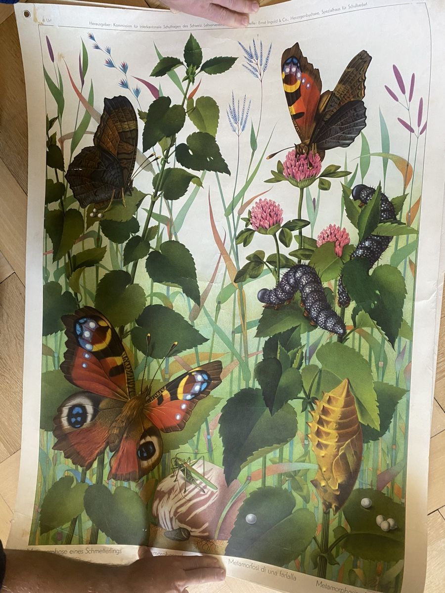 Poster & Bilder: Schulwandbild / Poster Schmetterling 90x65cm – Gebraucht aus Zürich von ann_9fv5