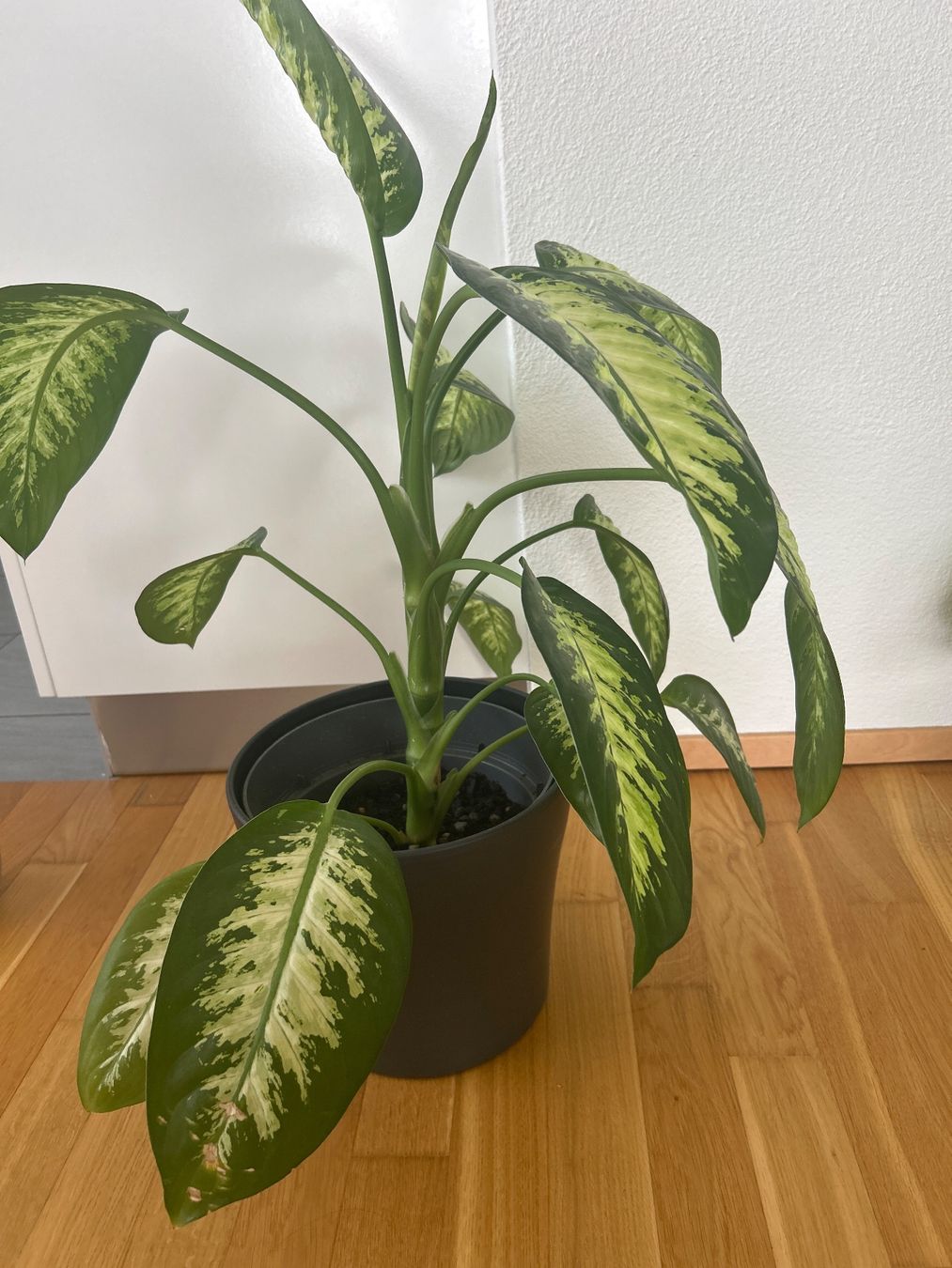 Plantes & graines: Dieffenbachia – D'occasion à Hunzenschwil par happy07201 2