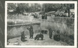 AK sw Bern BE Bärengraben, La Fosse aux Ours ≈ 1928