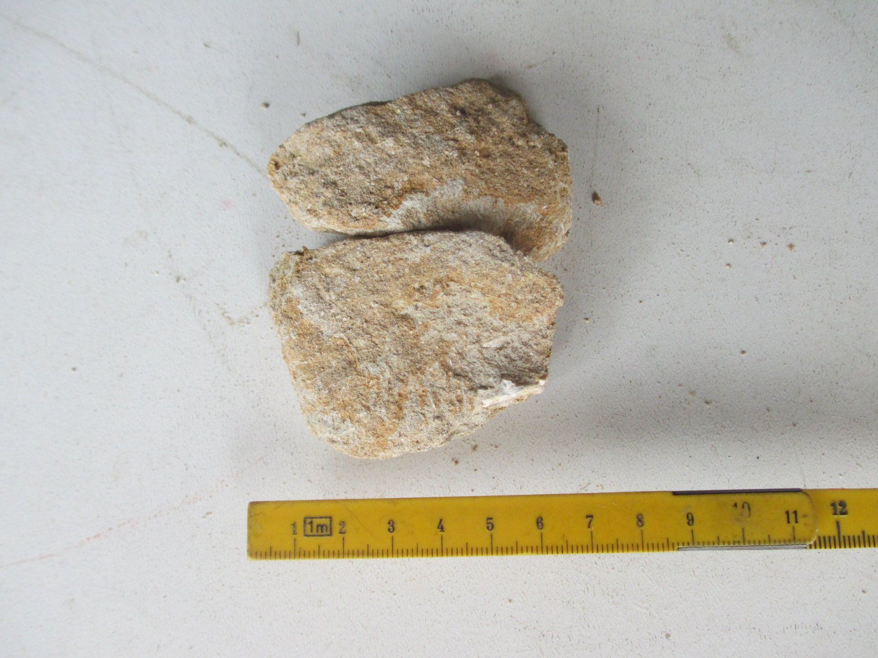 Fossili: Versteinerte Fossil – Usato da Weier im Emmental venduto da waefler03 1