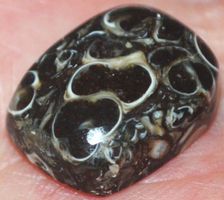 Cabochon L-830 – Turritella Achat Fossil