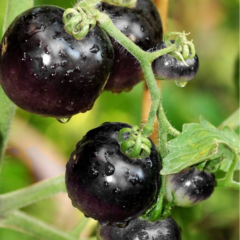 Piante & sementi: TOMATE  Blackball / 10 Samen – Nuovo (secondo la descrizione) da Hinteregg venduto da ERFOLG78 2