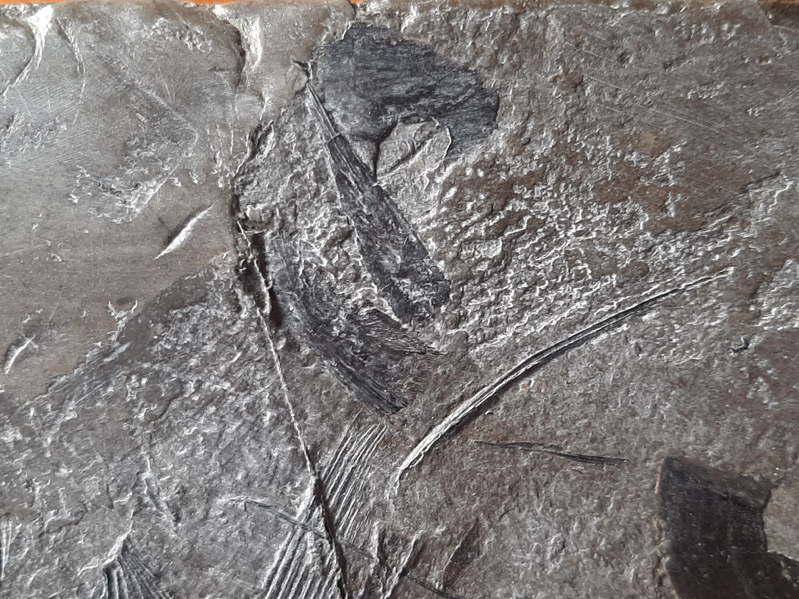 Fossili: Fossiler Raubfisch aus Deutschland – Usato da Rickenbach BL venduto da Oktober68 5