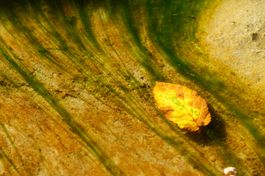 Fotografie: Blatt und Algen