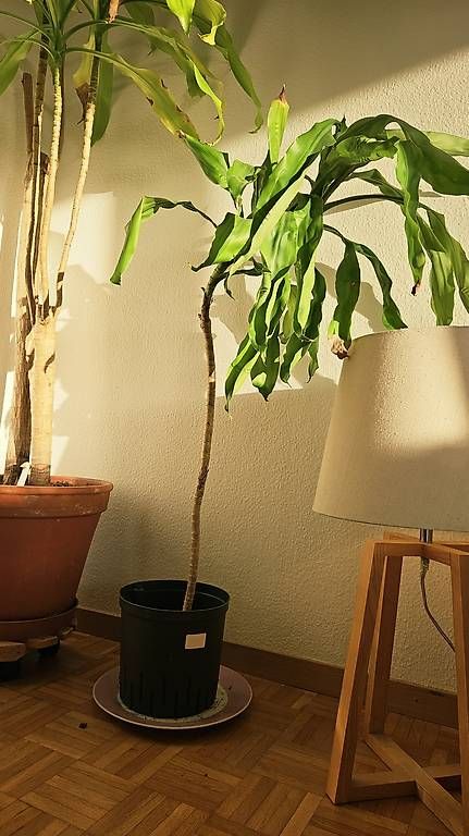 Pflanzen & Samen: Drachenbaum Zimmerpflanze – Gebraucht aus Rüti ZH von derLetzteToast 2