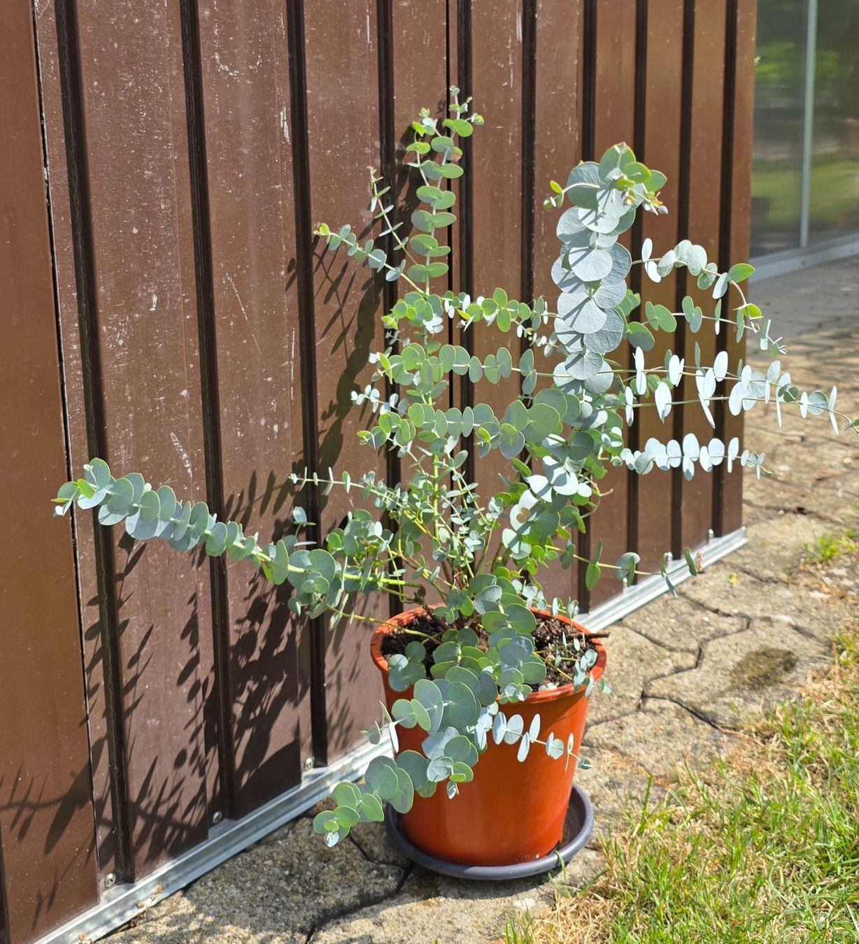 Pflanzen & Samen: Eukalyptus – Neu (gemäss Beschreibung) aus Aarburg von popkorn65 1