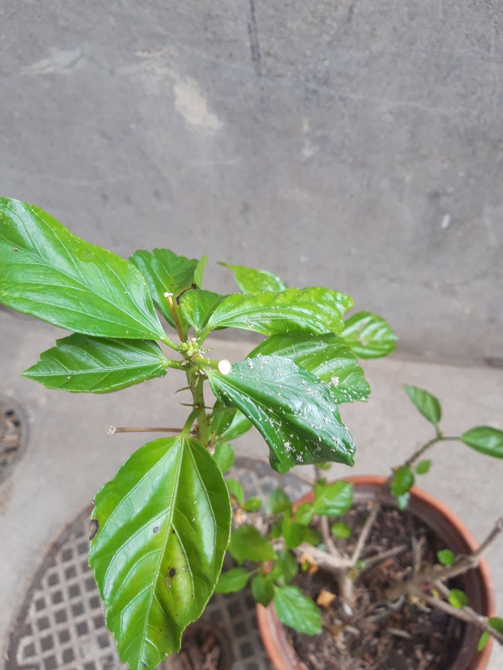 Piante & sementi: Hibiskus ohne Topf – Usato da Feuerthalen venduto da tanatha_st 4