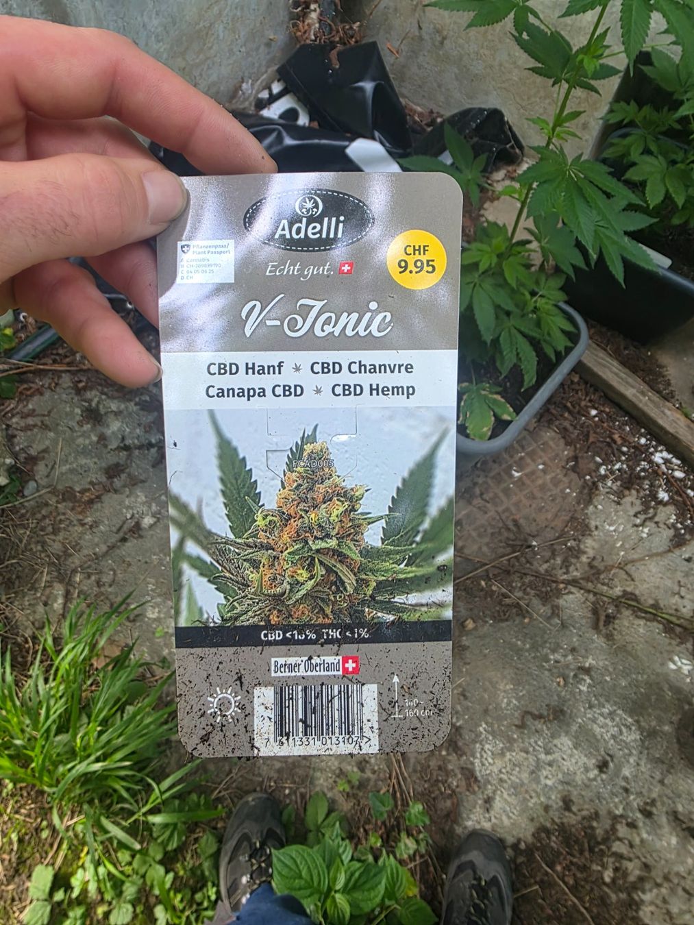 Piante & sementi: Pflanzen – Usato da Biberist venduto da lea_77s7 1