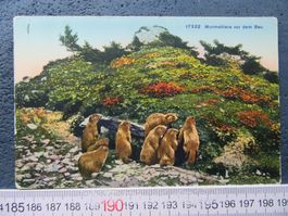 MURMELTIERE VOR DEM BAU 1922