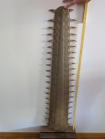 Antikes Sägefisch-Rostrum (ca. 108 cm)