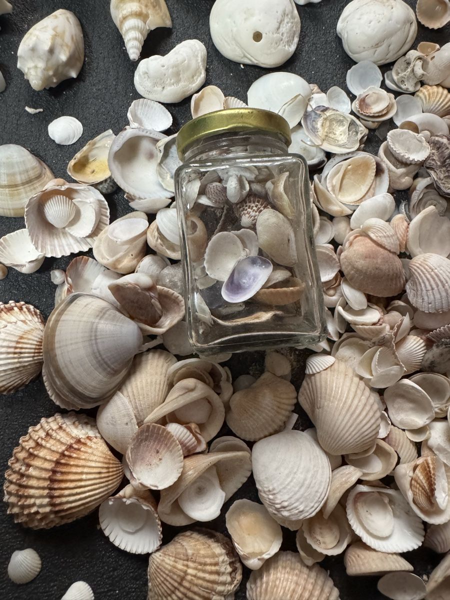 Fossili: Diverse Muscheln – Usato da Massagno venduto da ilm_vd96 4