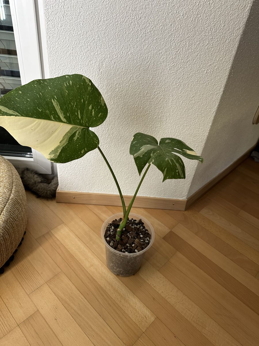 Pflanzen & Samen: Monstera Thai Constellation✨ – Gebraucht aus Bülach von Nanuk123