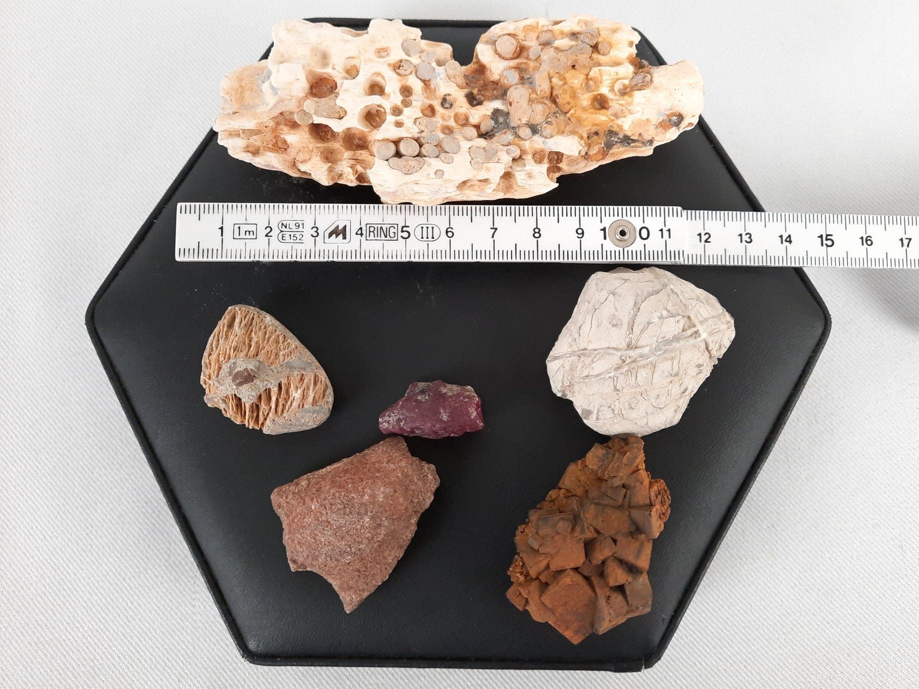 Fossili: Div. Versteinerungen – Usato da Beinwil am See venduto da Restwert_Beinwil 1