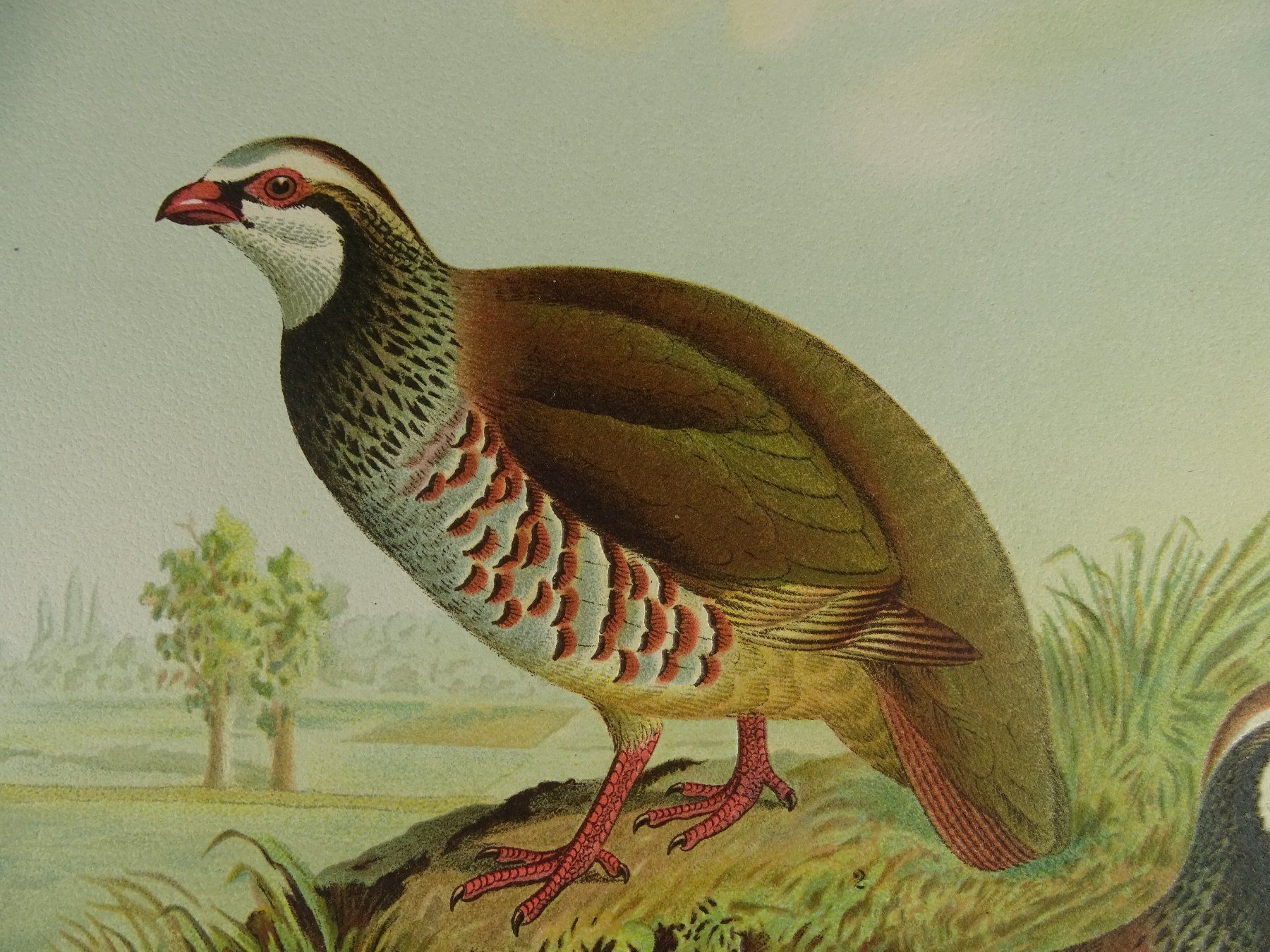Grafica & Litografie: ROTHUHN, CHROMOLITHOGRAPHIE UM 1900 – Usato da Grüningen venduto da Kartensammler 4