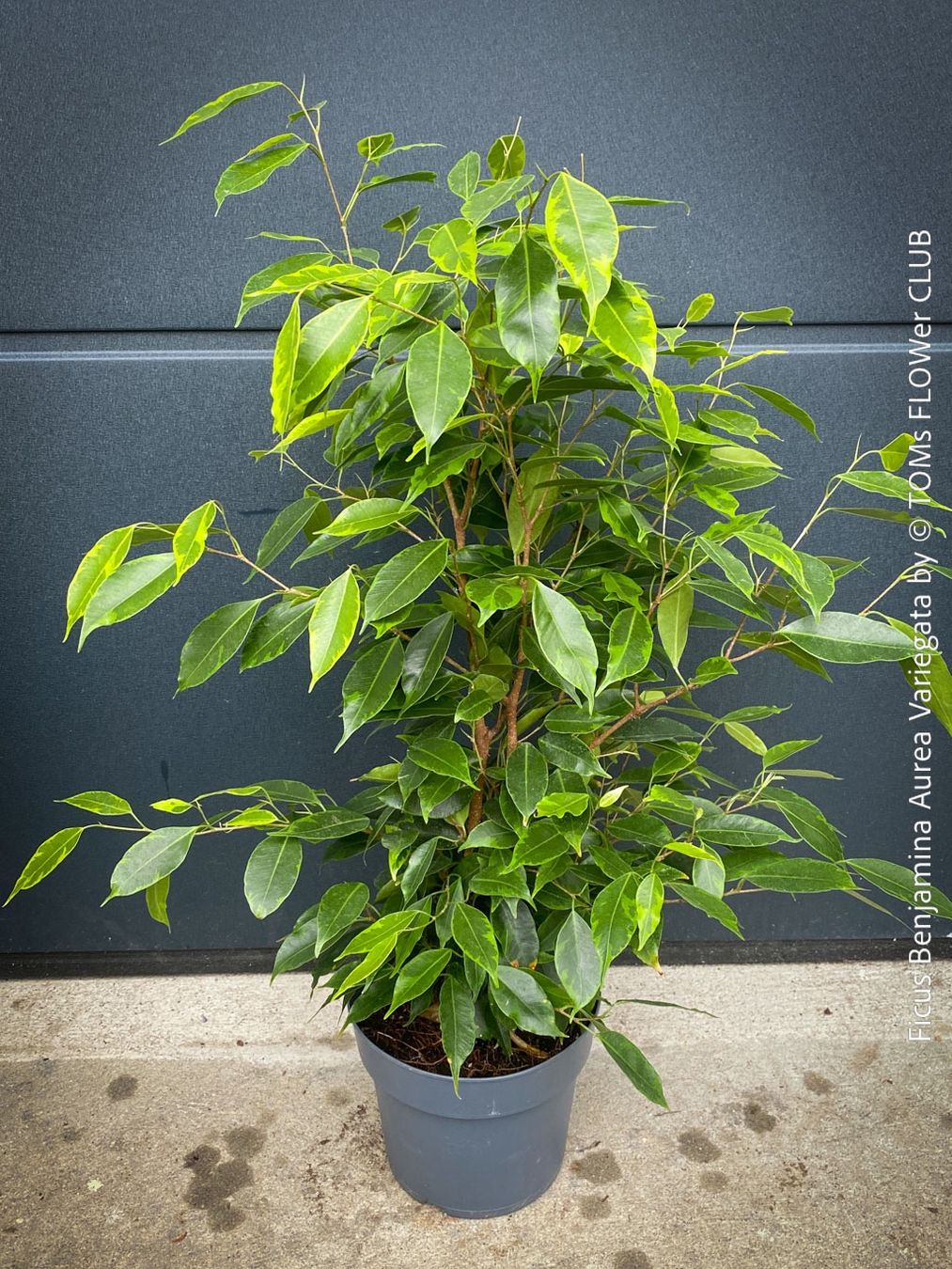Piante & sementi: Ficus Benjamina Aurea Variegata - gold-panaschiert – Nuovo e nell'imballaggio originale da Adliswil venduto da TAKEYOURPLANT 2