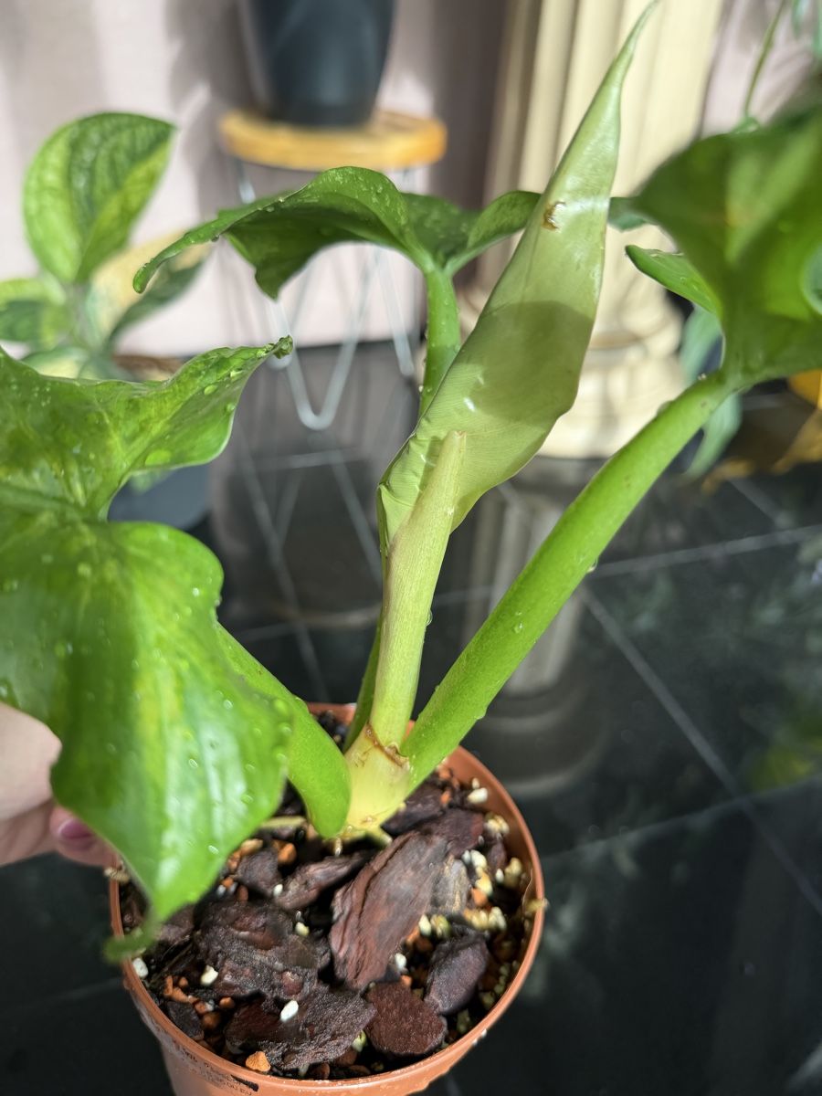 Piante & sementi: Philodendron Sanctamartinese  – Nuovo (secondo la descrizione) da Buchrain venduto da Stetoscop 1