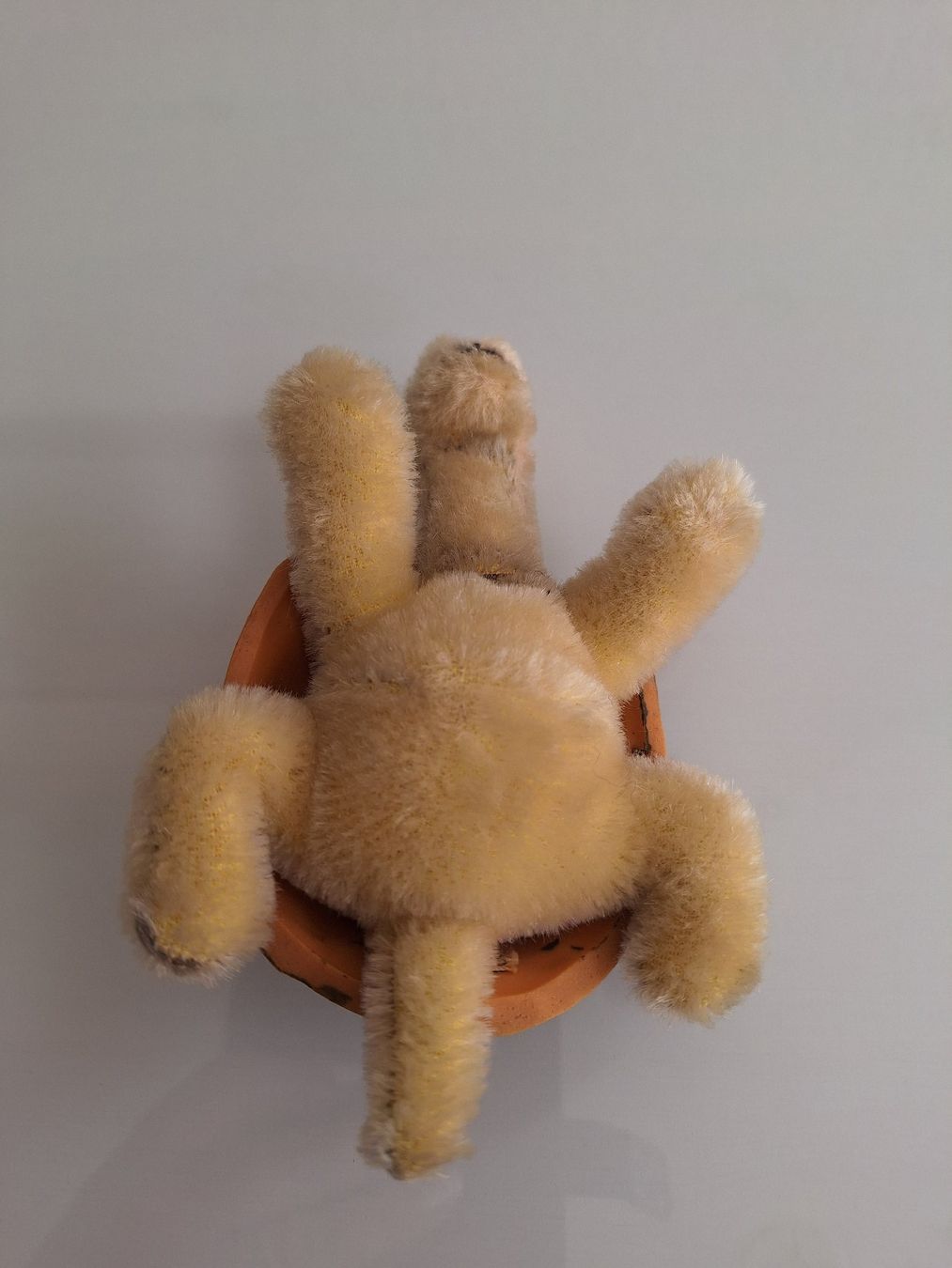 Steiff Giocattoli: Steiff Schildkrötte  Slo mit Knopf – Usato da Sissach venduto da luvama 3