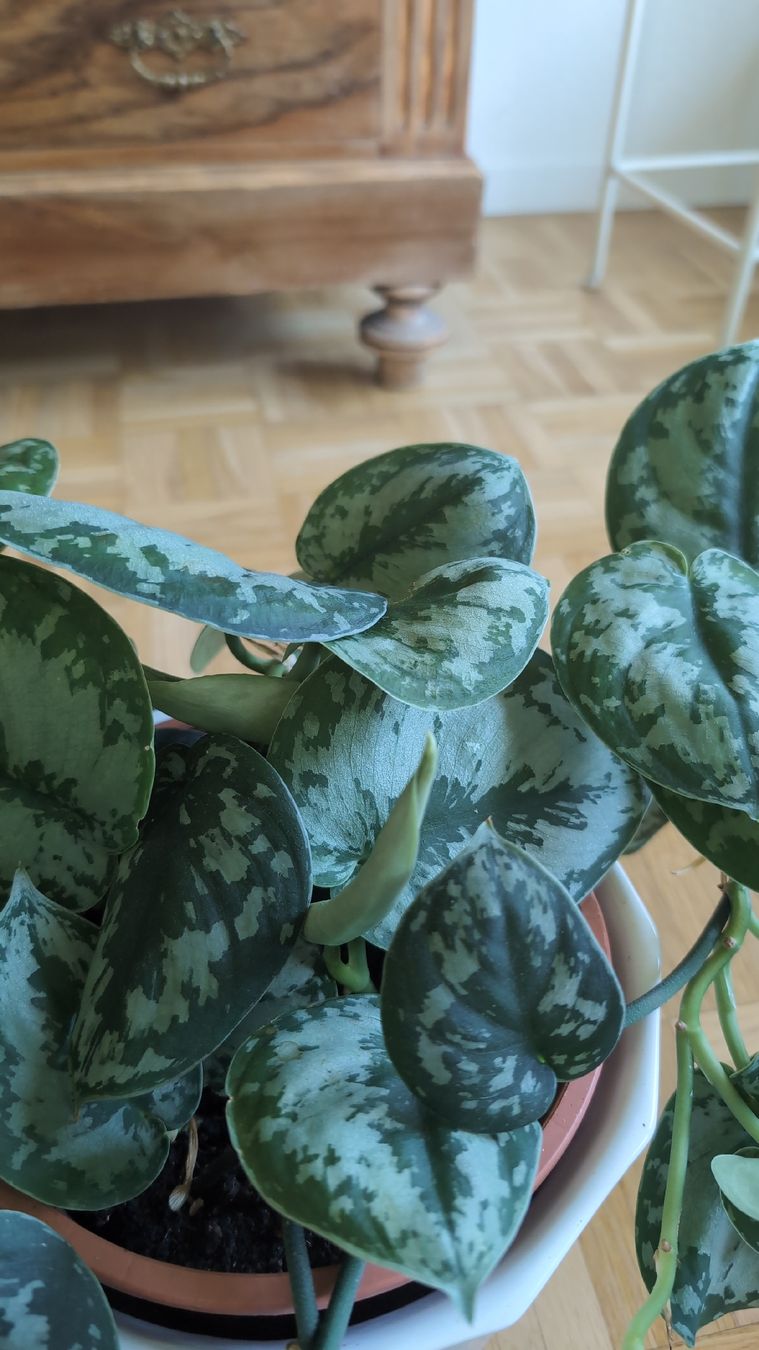 Plantes & graines: Satin Pothos – D'occasion à Wallisellen par ali_x62p 2