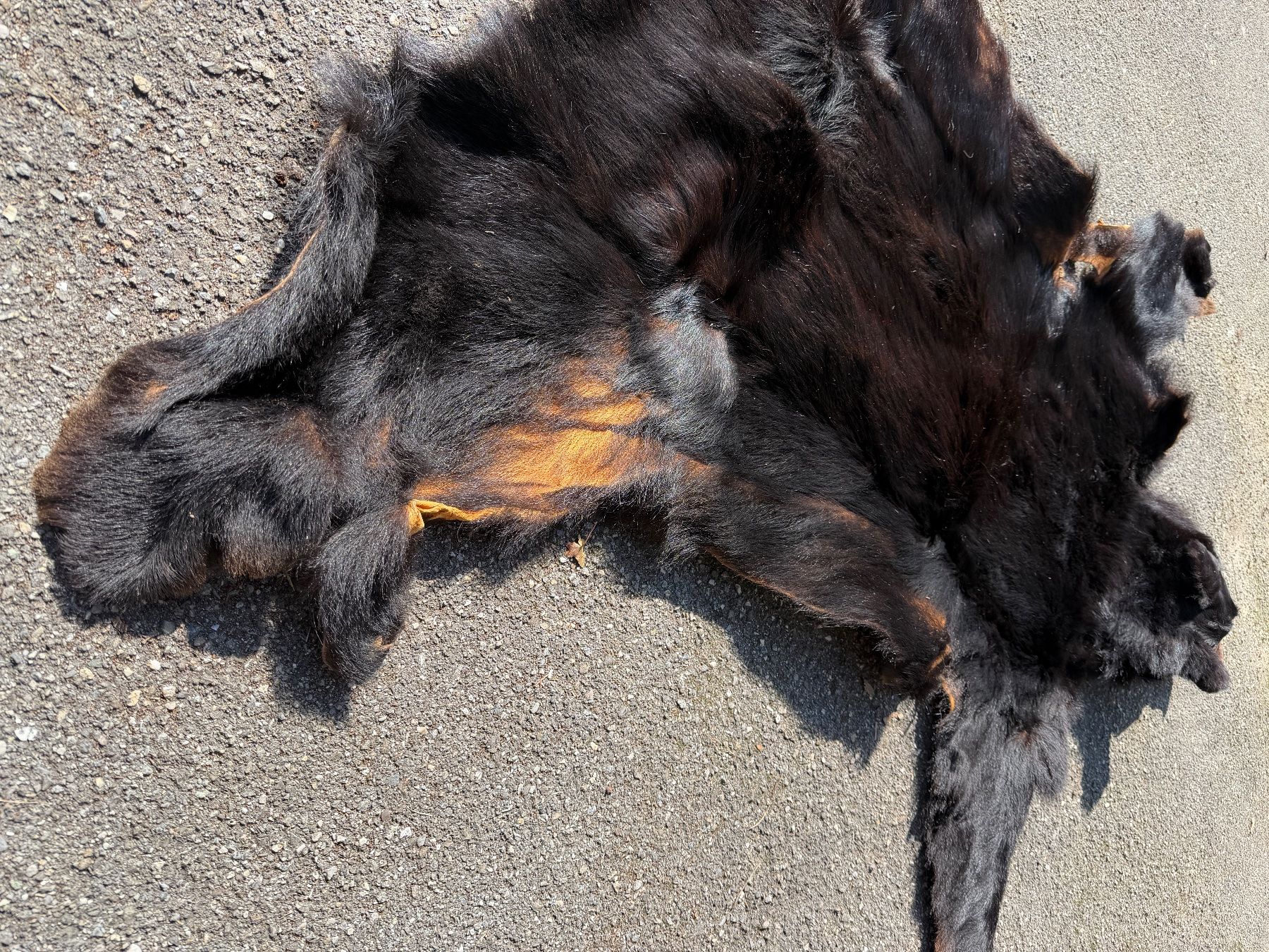 Welt der Tiere: Echtes Bären Fell - Legal – Neu (gemäss Beschreibung) aus Thun von Abalona3600 6