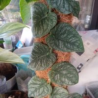 talea MONSTERA DUBIA