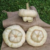 10 Samen WEISSER TURBAN Kürbis