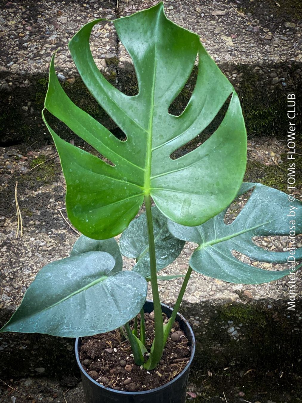 Piante & sementi: Monstera Deliciosa - echte, gross-blättrige Grundform – Nuovo e nell'imballaggio originale da Adliswil venduto da astom369 5