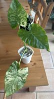Alocasia Epilithica Aurea Variegated Rhizom