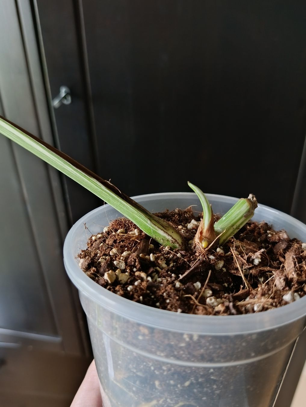 Pflanzen & Samen: Monstera Variegata  – Gebraucht aus Baar von L.isa28 2
