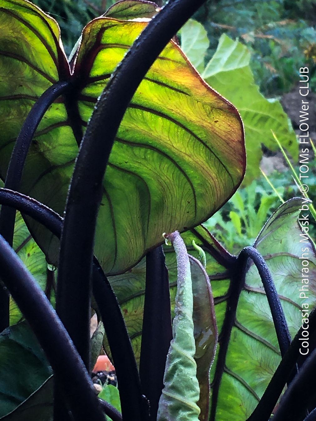 Piante & sementi: Colocasia Pharaohs Mask - 100% Bio-Pflanze – Nuovo e nell'imballaggio originale da Adliswil venduto da astom369 4