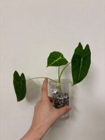 😍 Alocasia Frydek Baby (Nr. 11)