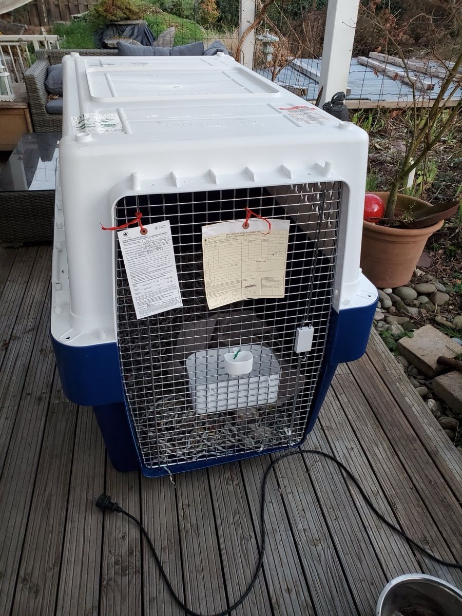Cucce & Letti: XXL Hunde Transportbox - PP90 extended – Usato da Basel venduto da Froeschli 2