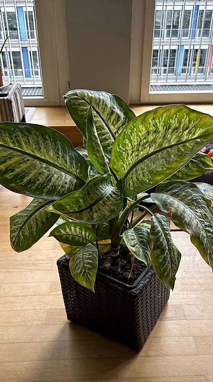 Piante & sementi: Dieffenbachia/ Leopard Lily – Usato da Root D4 venduto da Baslemso