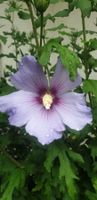 Hibiskus