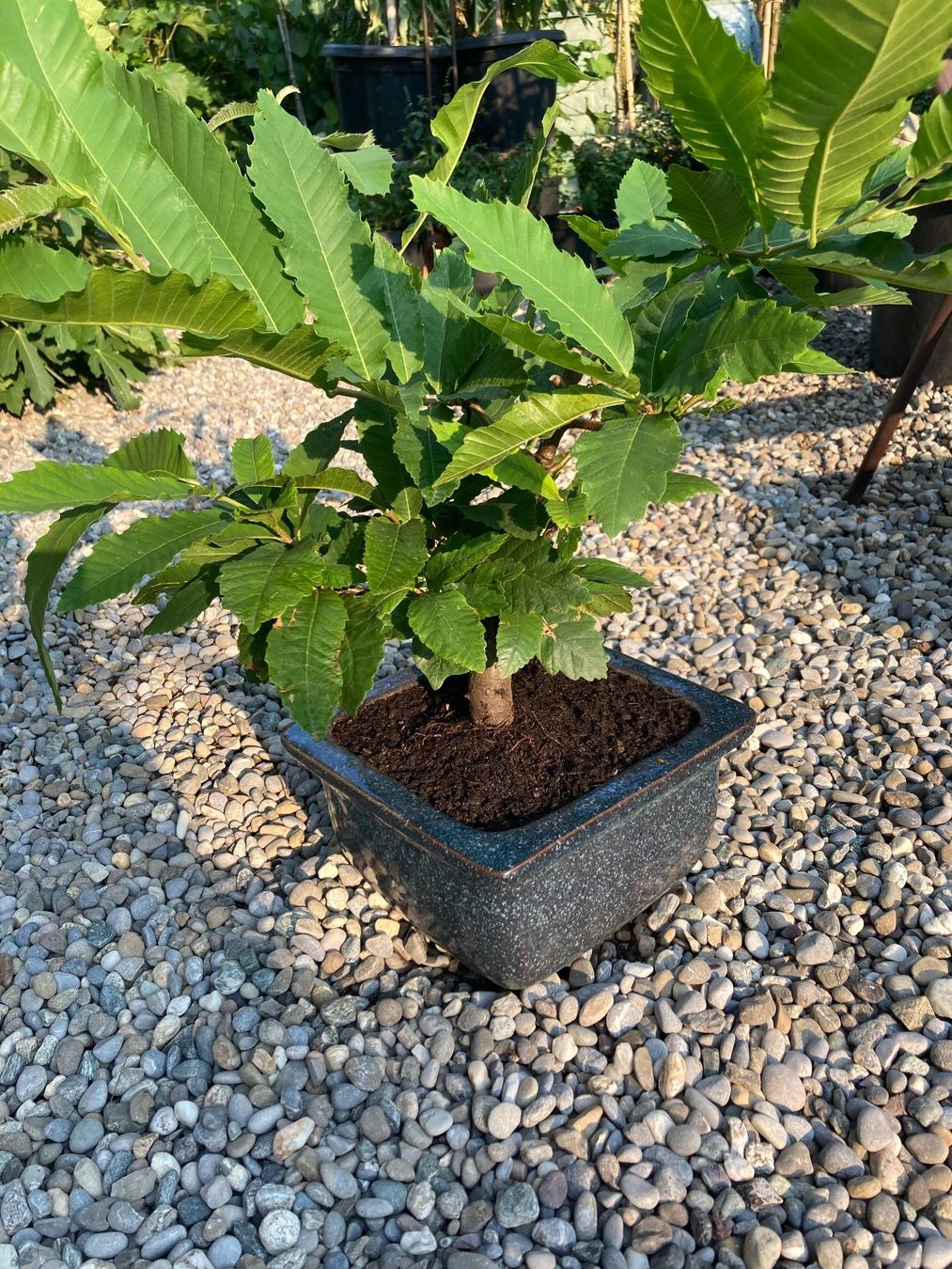 Piante & sementi: Bonsai von einer Edelkastanie – Usato da Uttwil venduto da Dolphin7 2