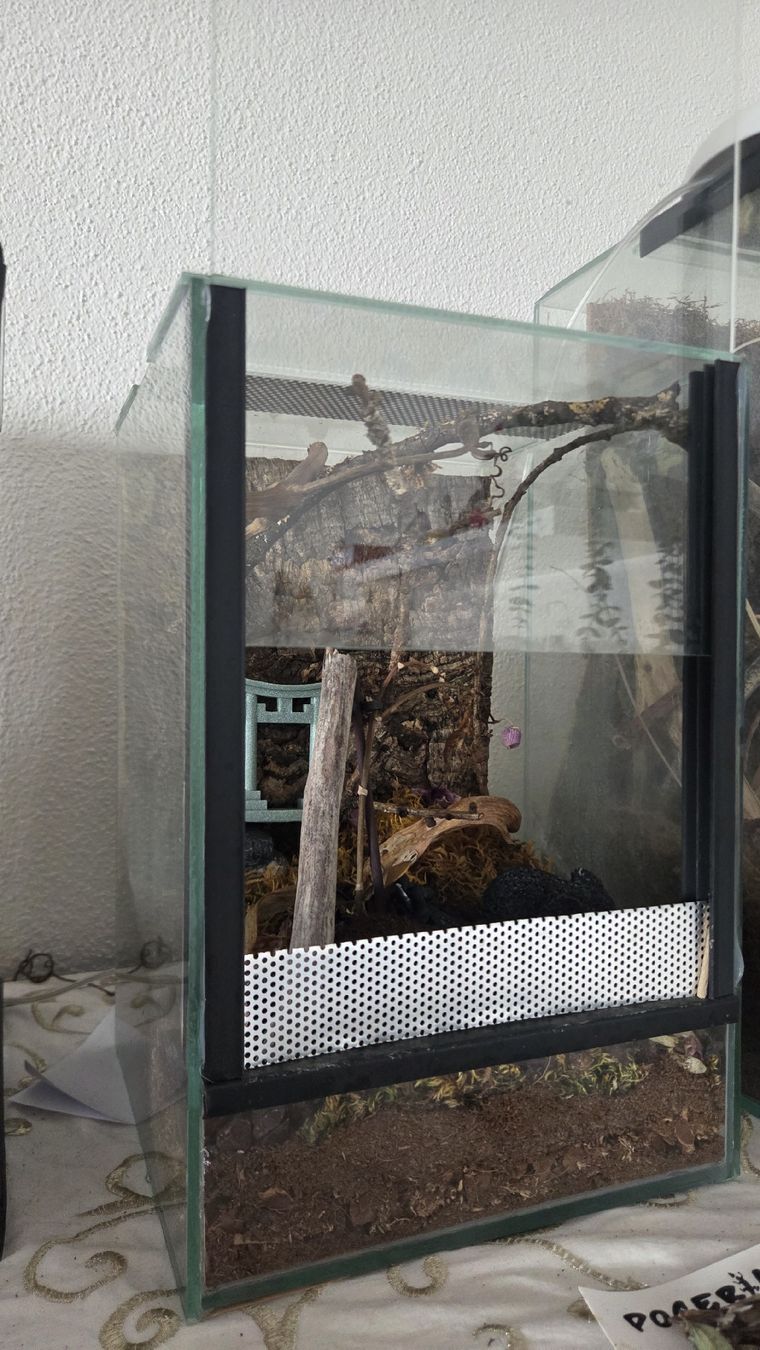 Terrarium: terrarium 20x20x30 – Gebraucht aus Wollerau von flitzi88 1