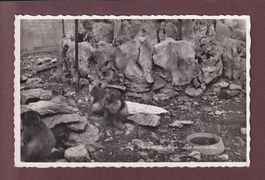 ROCHERS DE NAYE - Les marmottes