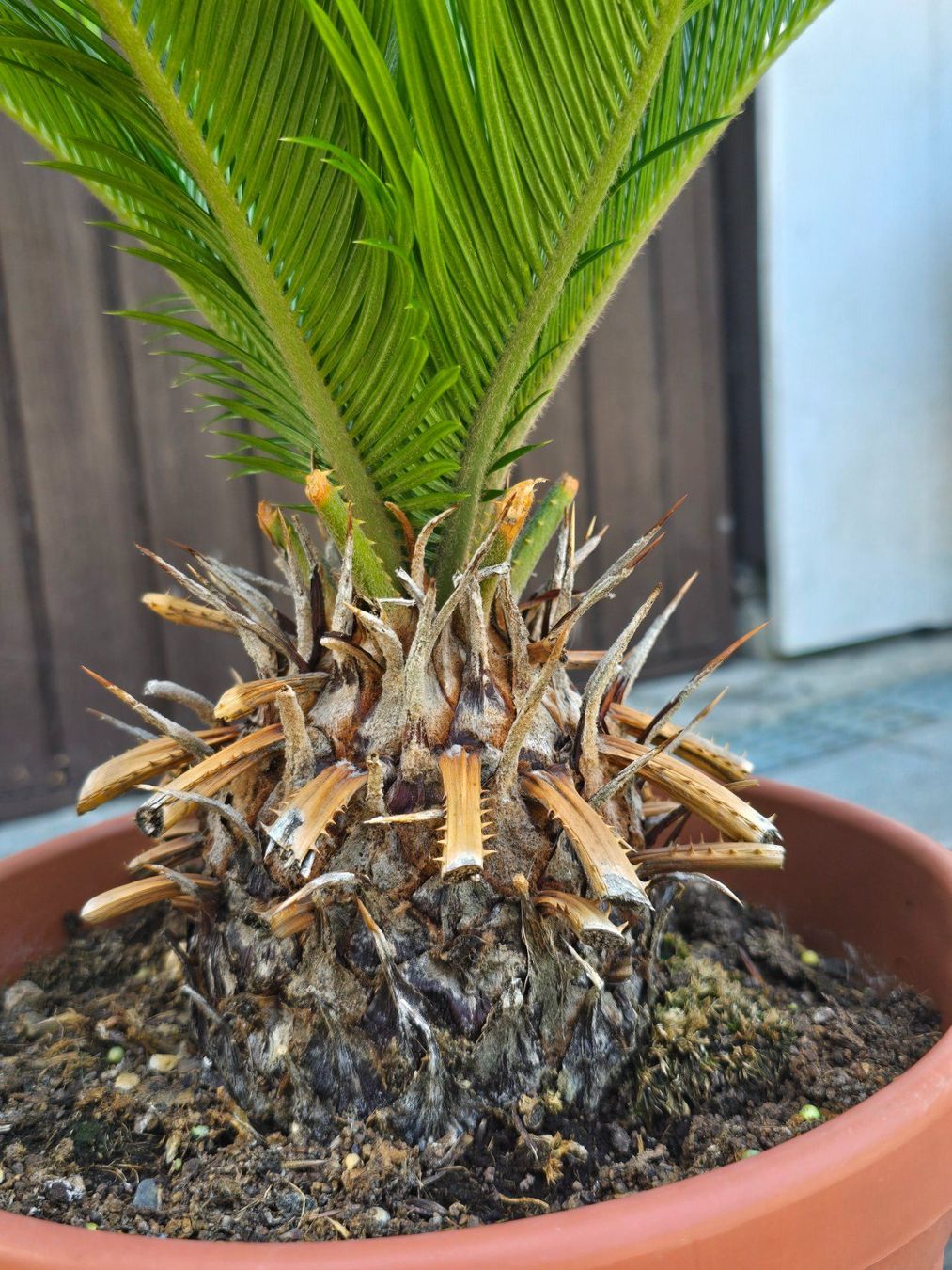 Pflanzen & Samen: Cycas revoluta – Gebraucht aus Aarburg von popkorn65 4