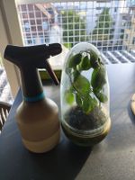 Terrarium Plant & Spray Bottle - Bring Greenery Indoors Now