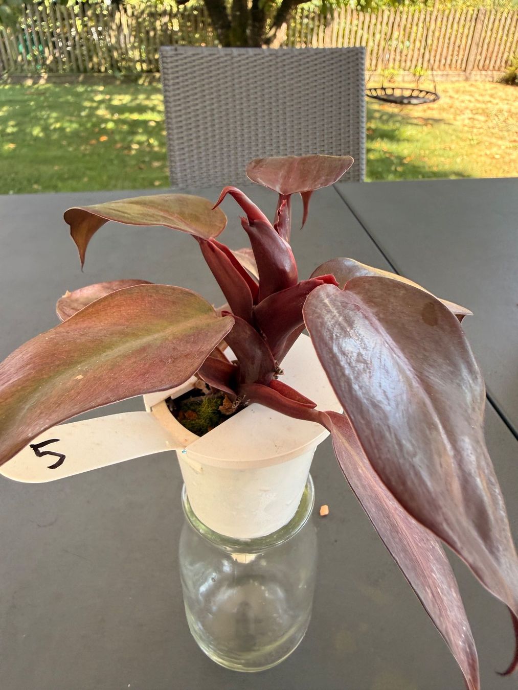 Piante & sementi: Philodendron Erubescens – Usato da Rafz venduto da jca_98p5 1