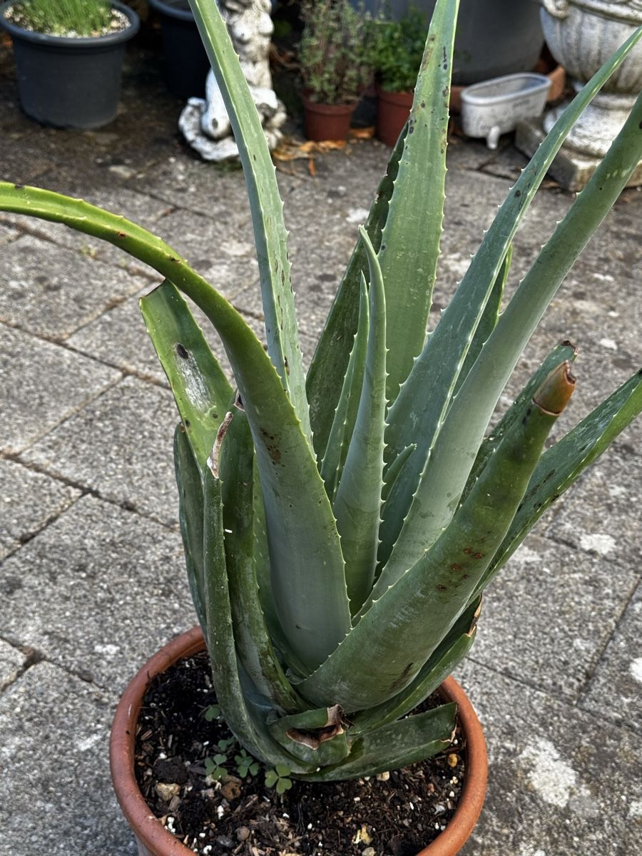 Piante & sementi: Echte Aloe Vera  – Nuovo (secondo la descrizione) da Oberwil (Dägerlen) venduto da Kurkuma