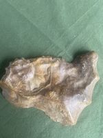 Fossiler Ammonit Acanthoceras wintoni (Texas) 13 cm