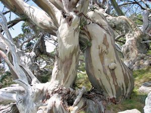 Piante & sementi: EUCALYPTUS DES NEIGES 30-40cm – Nuovo (secondo la descrizione) da Bremblens venduto da FIBONACCI369 2