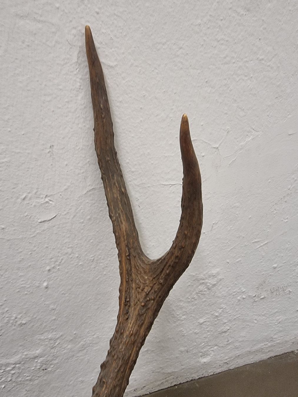 Welt der Tiere: Hirschgeweih auf Holzschild, Wanddekoration, Jagdtrophäe. – Gebraucht aus Olten von Mezopotamya 3