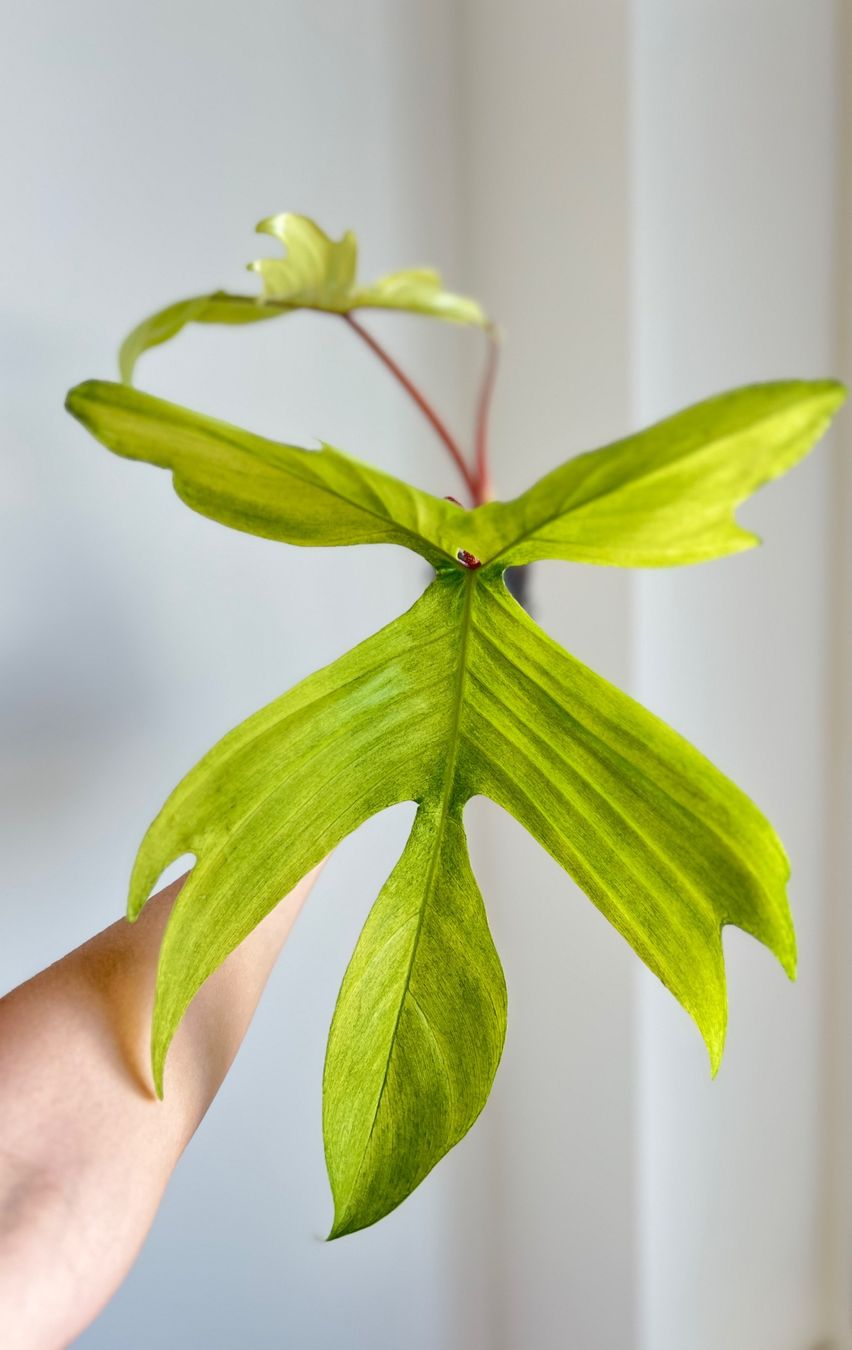Piante & sementi: Philodendron Florida Ghost🔥 – Usato da Glattpark(Opfikon) venduto da ste_n99y 1